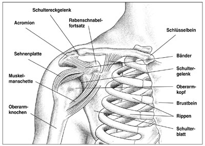 Arthroskopie der Schulter